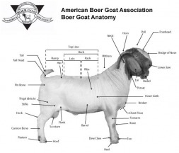 Breed Standards - Somis Boer Goats